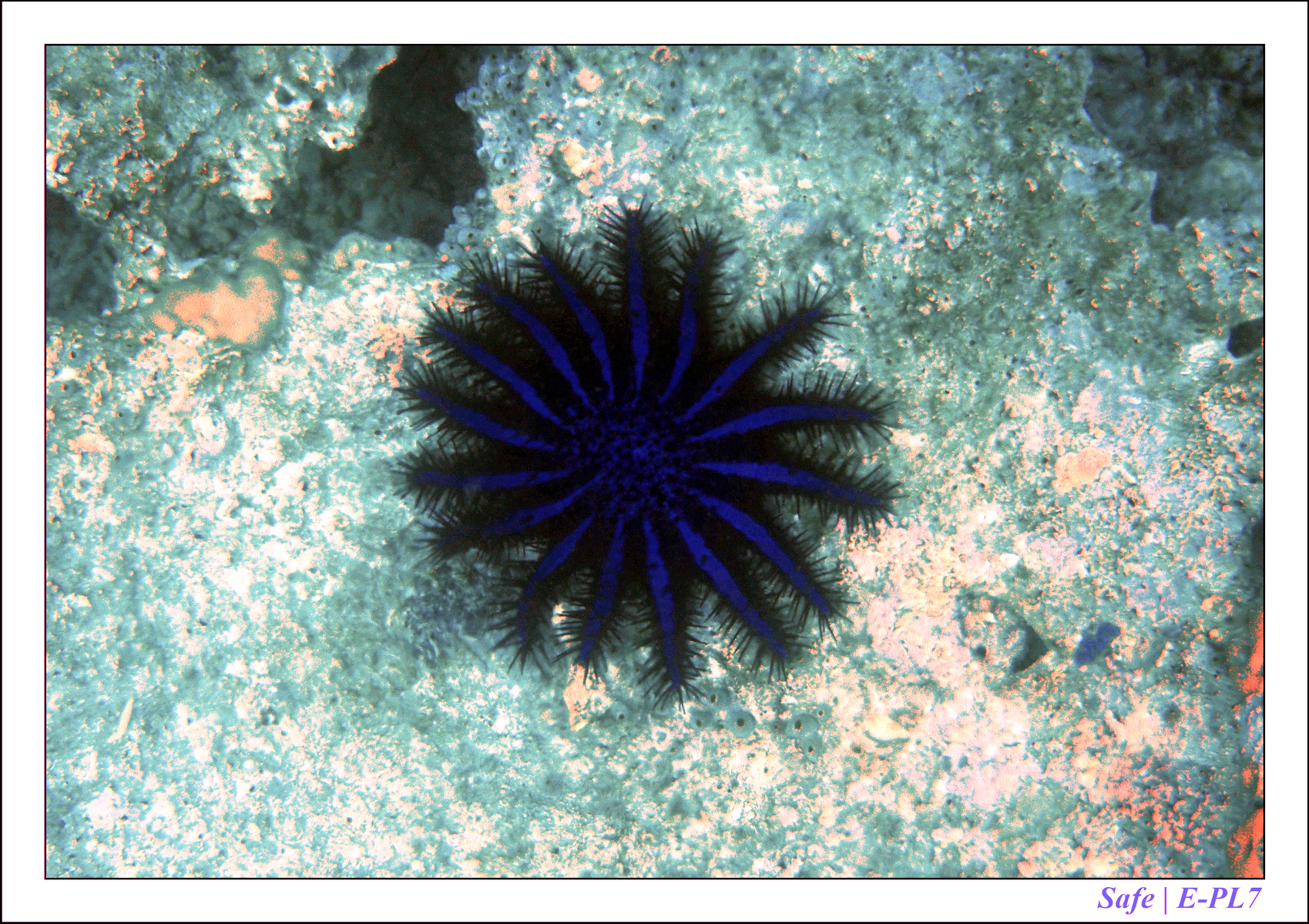 2019 - 07 - Snorkeling maldives - 42